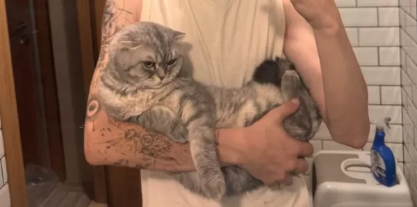 2 Yaşinda Tüm Aşilari Tam Erkek Scottish Fold Kedime