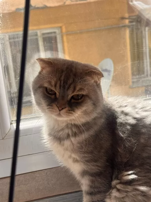 2 Yaşinda Tüm Aşilari Tam Erkek Scottish Fold Kedime