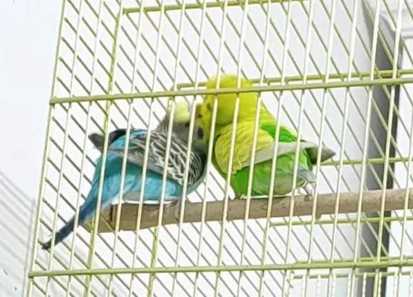 2 Yarı Evcil Muhabbet Kuşu