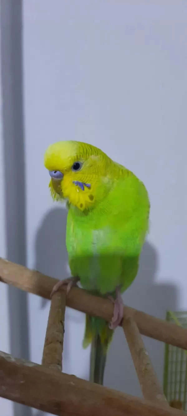 2 Yarı Evcil Muhabbet Kuşu