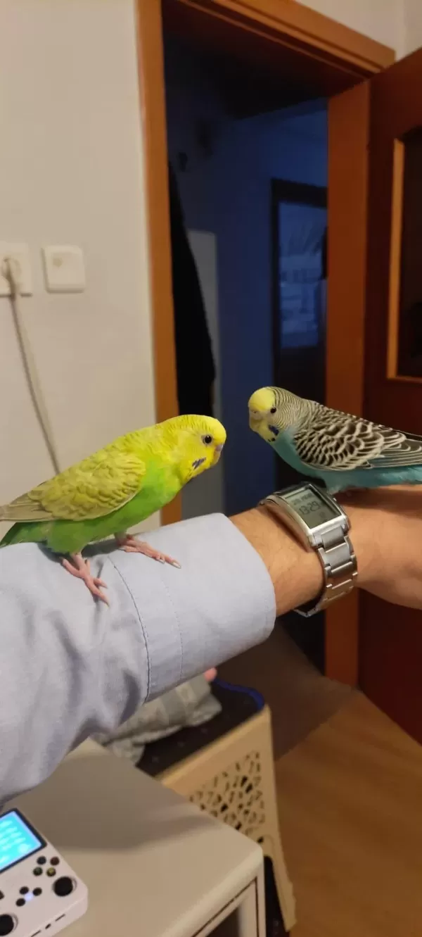 2 Yarı Evcil Muhabbet Kuşu