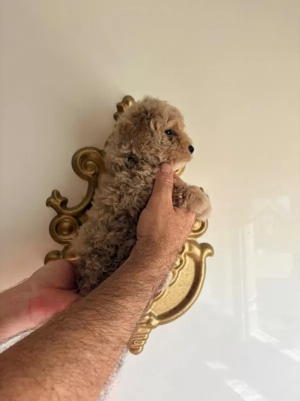 Sağlıklı Poodle Guzellikler