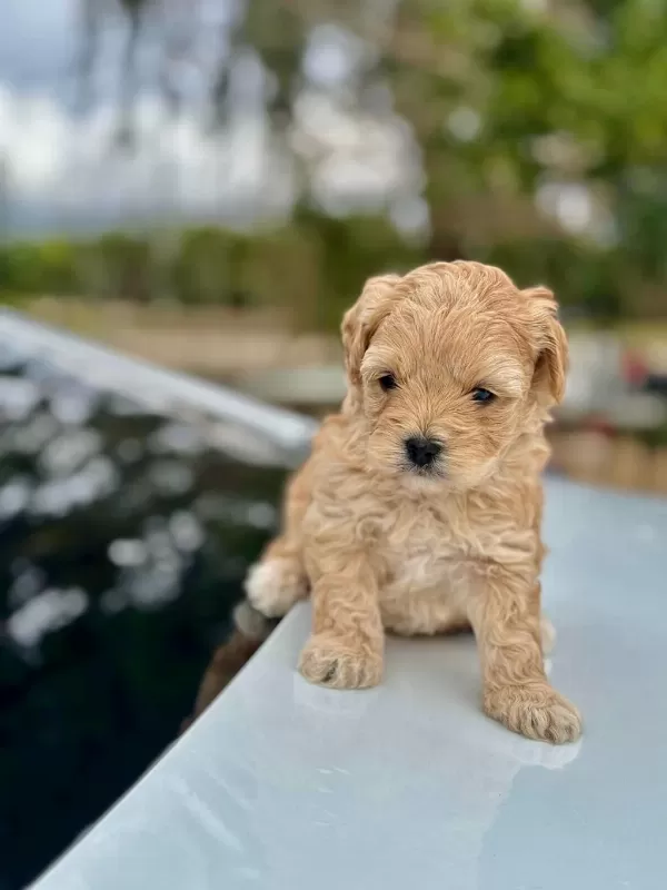 Üst Kalite Maltipoo Bebeklerimiz Sağlik Garantili
