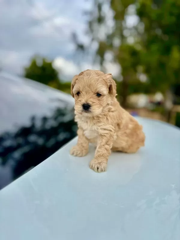 Üst Kalite Maltipoo Bebeklerimiz Sağlik Garantili