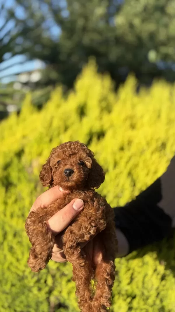 Orjinal İrk Ve Sağlık Garantili Toy Poodle Bebeklerimiz