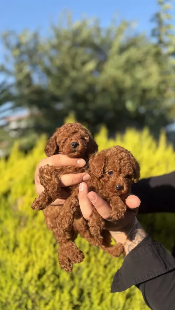 Orjinal İrk Ve Sağlık Garantili Toy Poodle Bebeklerimiz