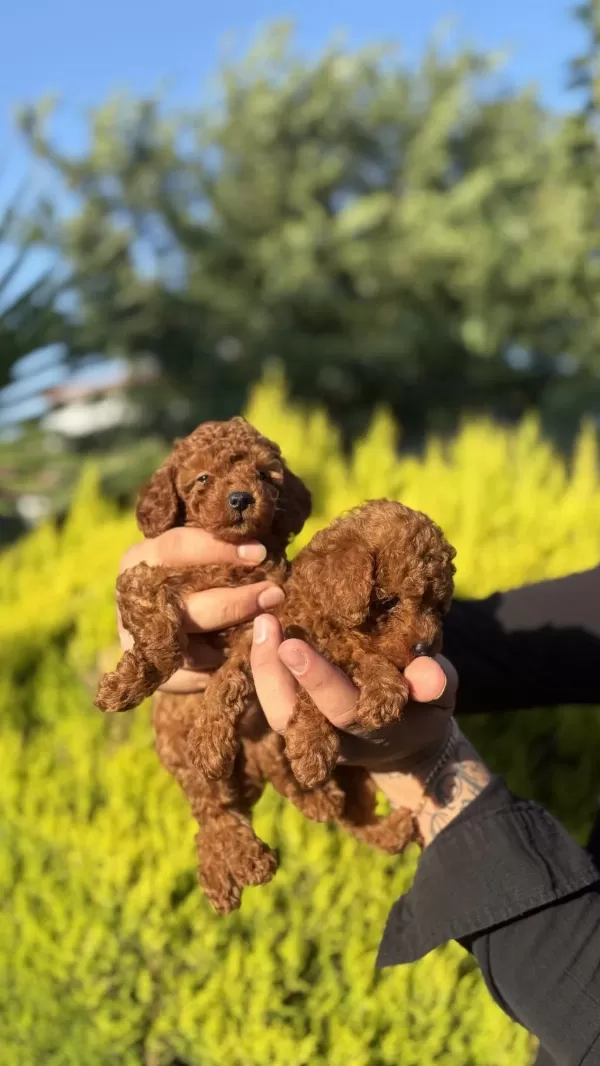Orjinal İrk Ve Sağlık Garantili Toy Poodle Bebeklerimiz