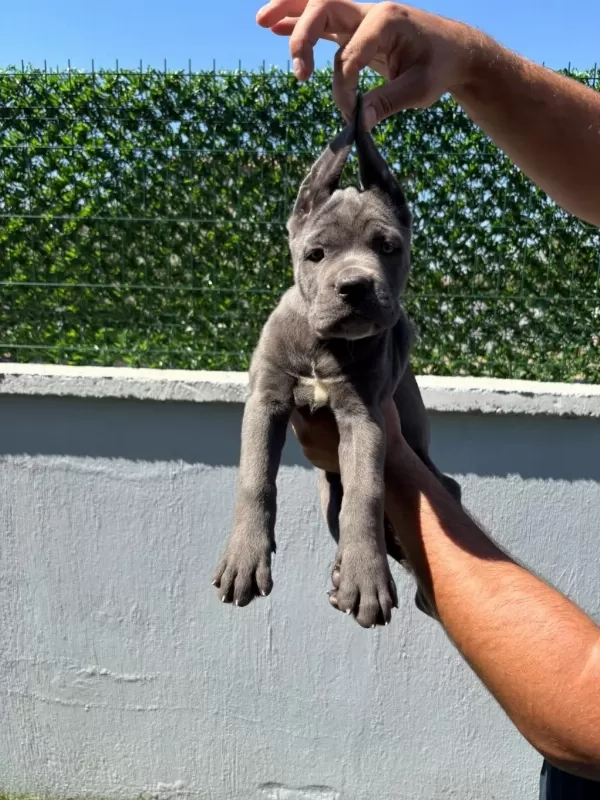 Cane Corso Bebeklerimiz Üst Kalite