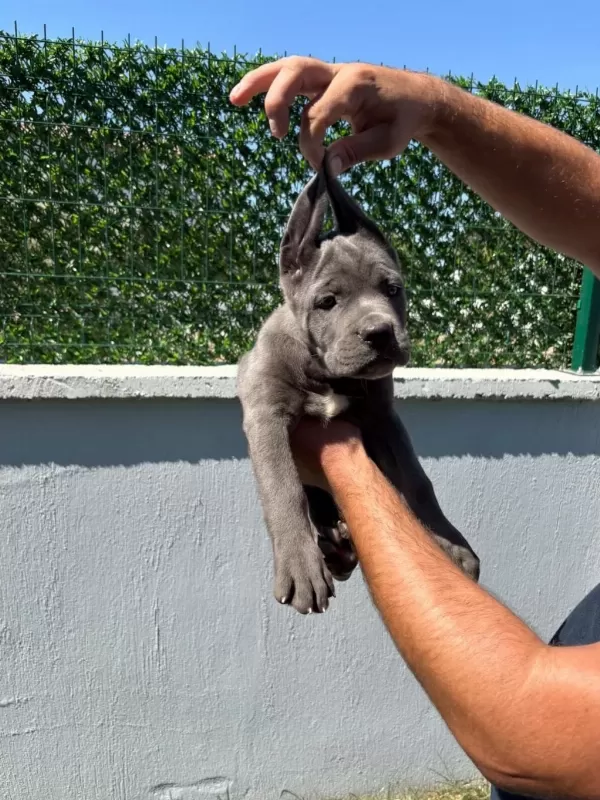 Cane Corso Bebeklerimiz Üst Kalite