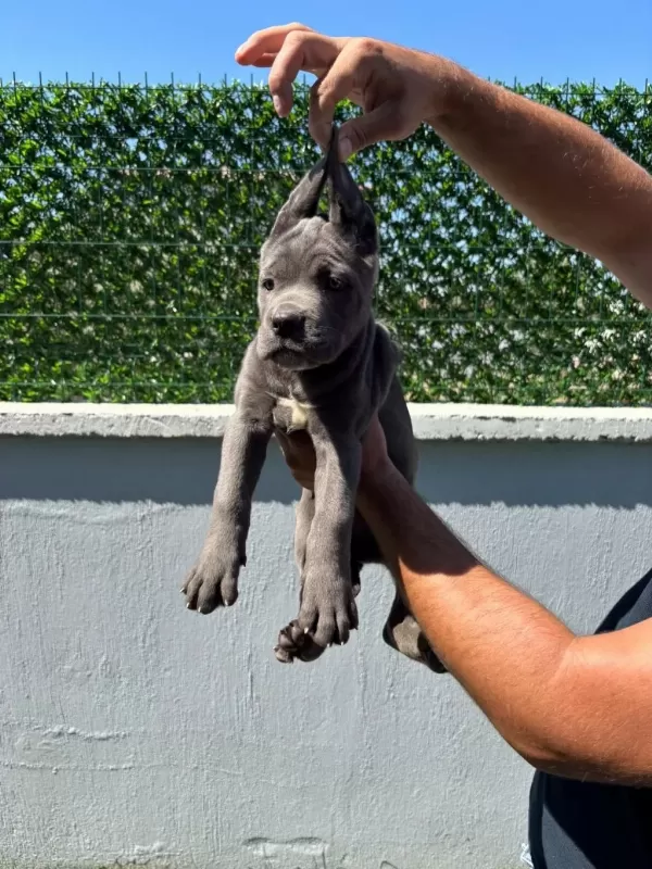 Cane Corso Bebeklerimiz Üst Kalite