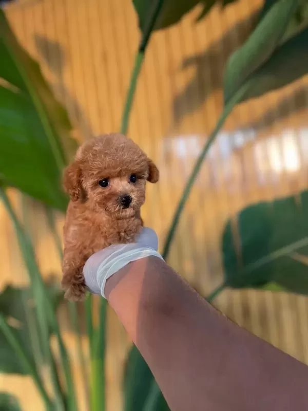 Toy Poodle Bebekler Referans Yavru