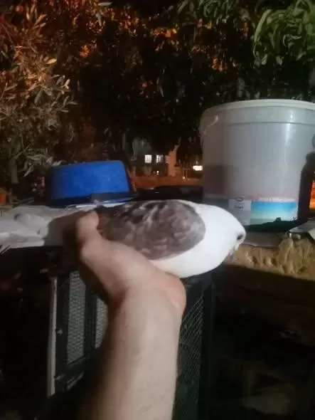 Bende Satılık Güvercin Vardır