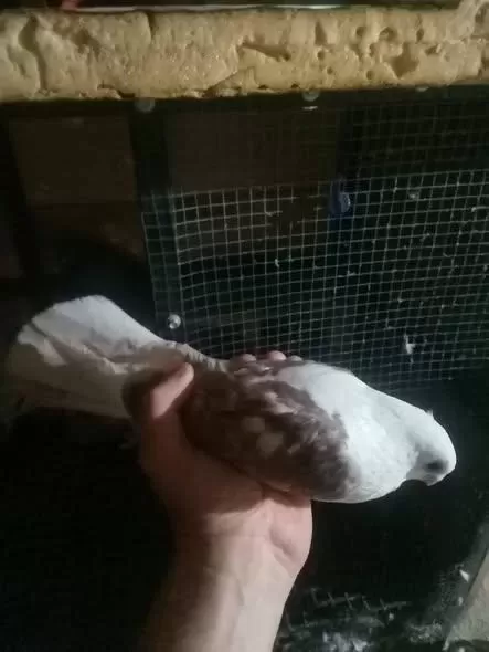Bende Satılık Güvercin Vardır