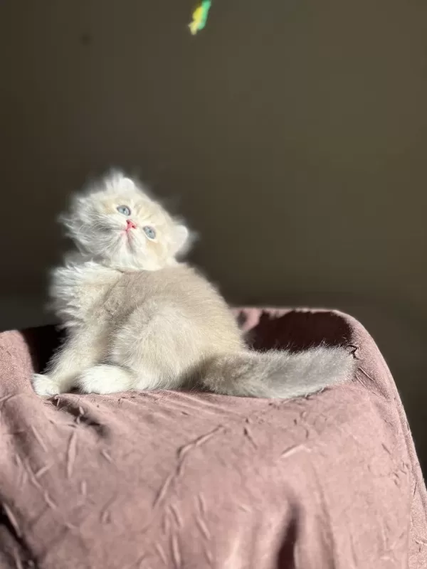 Nadir Renk Blue Golden Ay11 British Longhair
