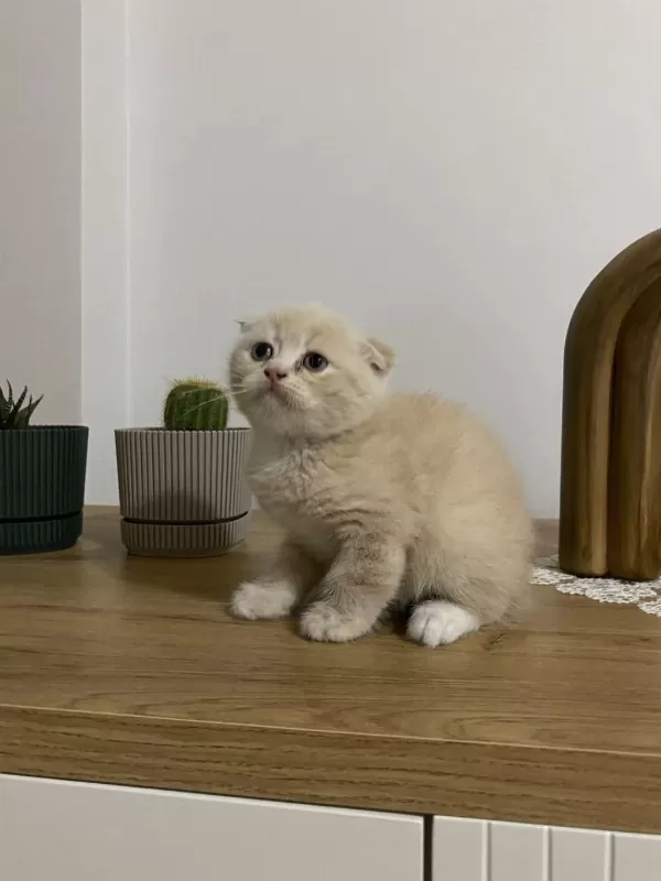 Ayı Surat Scottish Fold Red Yavrumuz