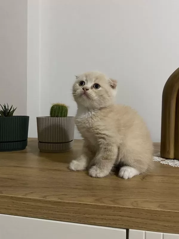 Ayı Surat Scottish Fold Red Yavrumuz