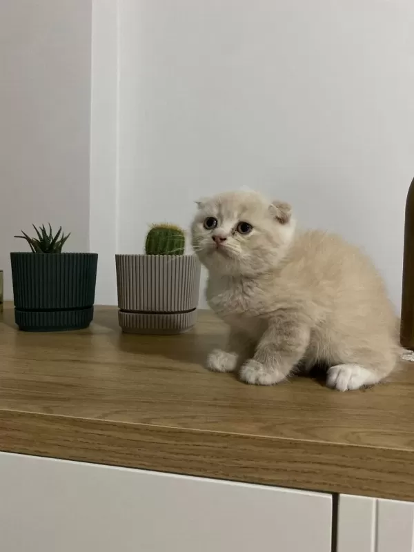 Ayı Surat Scottish Fold Red Yavrumuz