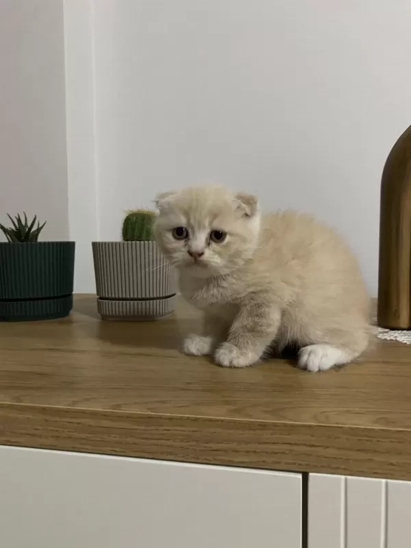 Ayı Surat Scottish Fold Red Yavrumuz