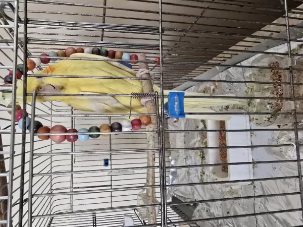 2 Buçuk Yaşında Erkek Sultan Papağanı