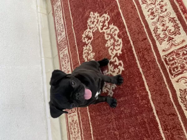 3 Aylık Safkan Pug Yavru Sevecen Ve Sağlıklı