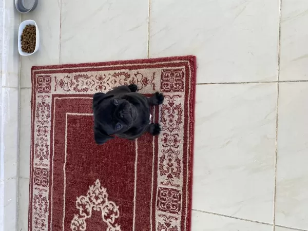 3 Aylık Safkan Pug Yavru Sevecen Ve Sağlıklı
