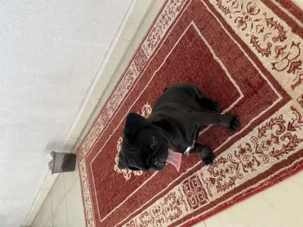 3 Aylık Safkan Pug Yavru Sevecen Ve Sağlıklı