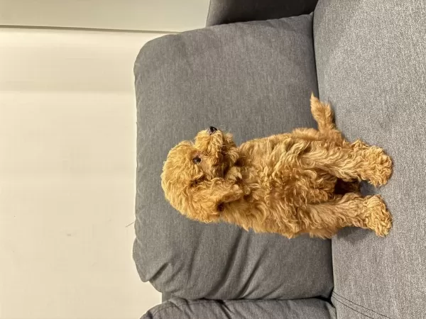 Acil Yuva Arıyoruz Köpeğimize
