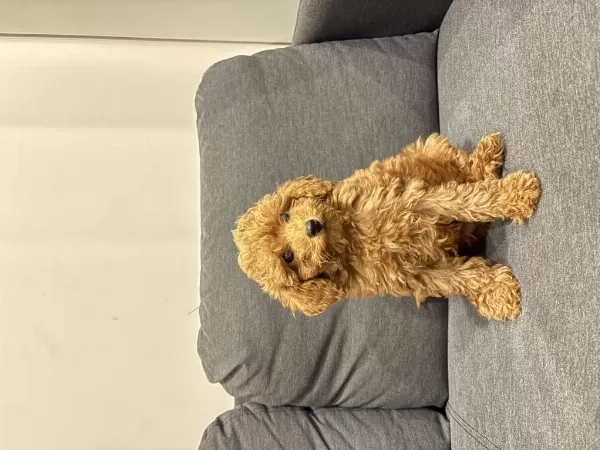 Acil Yuva Arıyoruz Köpeğimize