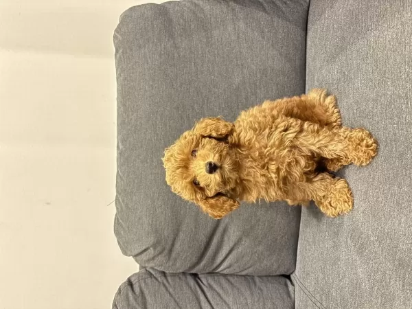 Acil Yuva Arıyoruz Köpeğimize