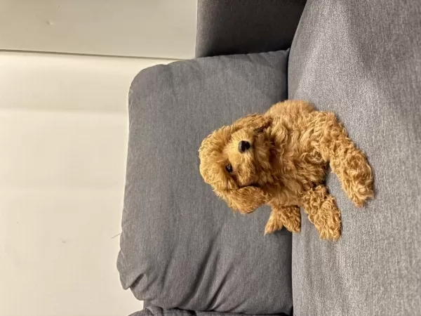 Acil Yuva Arıyoruz Köpeğimize