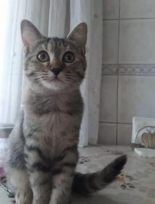 3 Aylik Scottish Kirmasi Bebekler