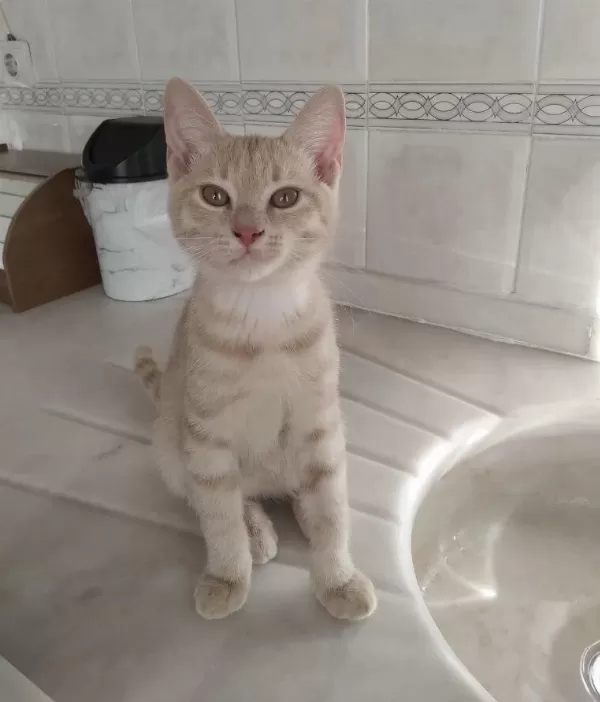 3 Aylik Scottish Kirmasi Bebekler