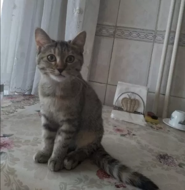 3 Aylik Scottish Kirmasi Bebekler