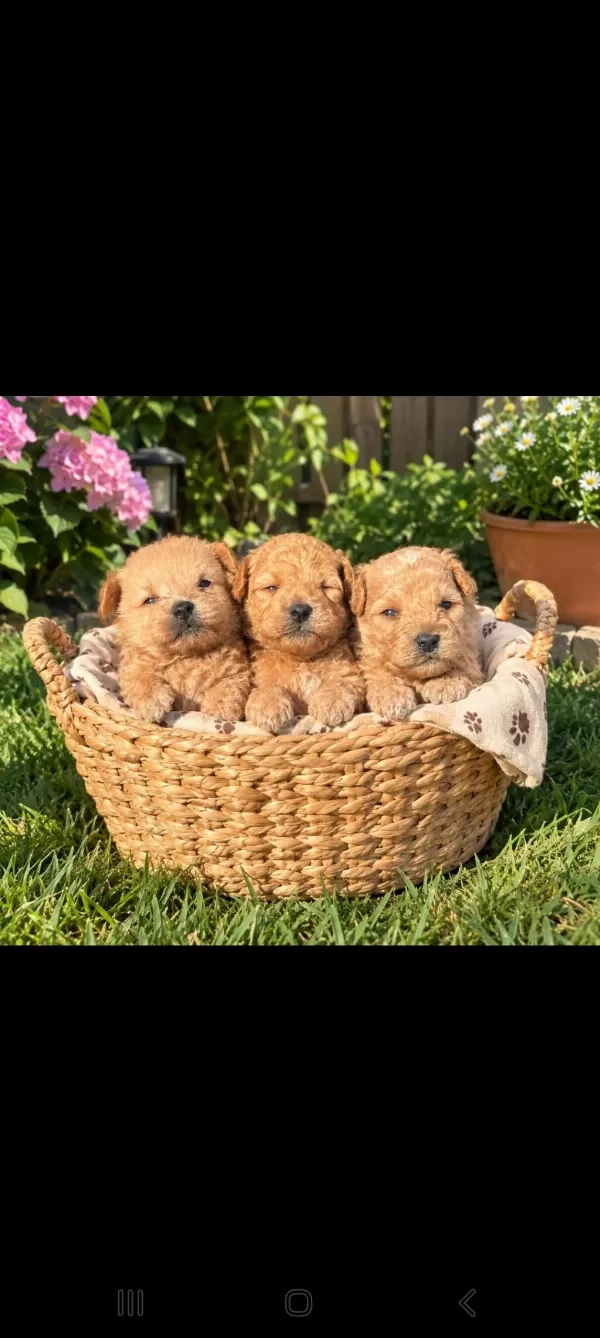 Maltipoo Kucuk Yakisiklilar