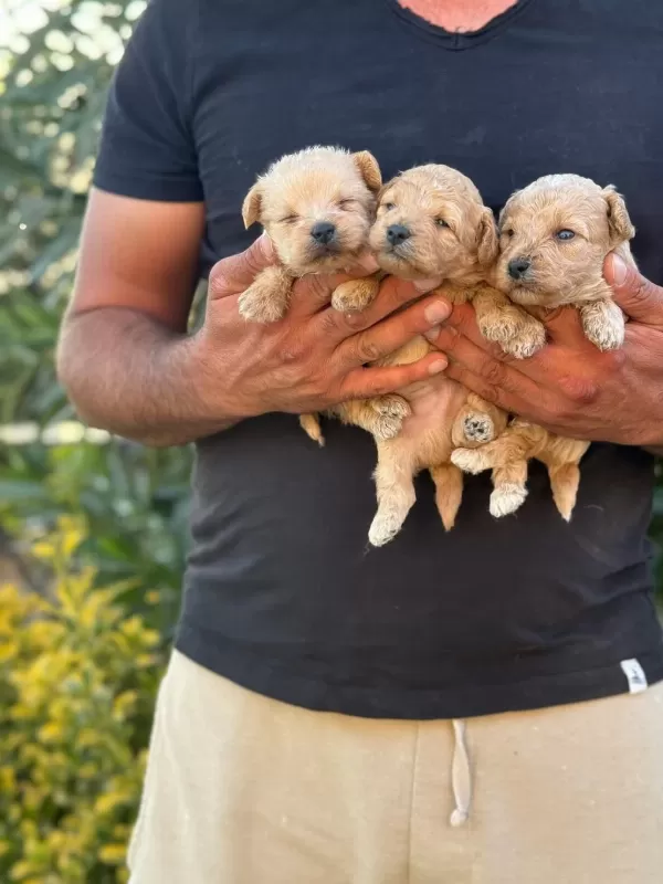Maltipoo Kucuk Yakisiklilar
