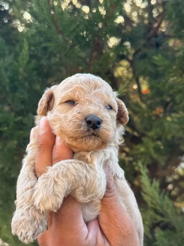 Maltipoo Kucuk Yakisiklilar