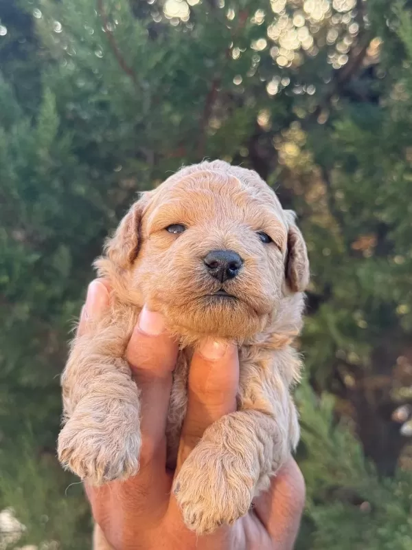 Maltipoo Kucuk Yakisiklilar
