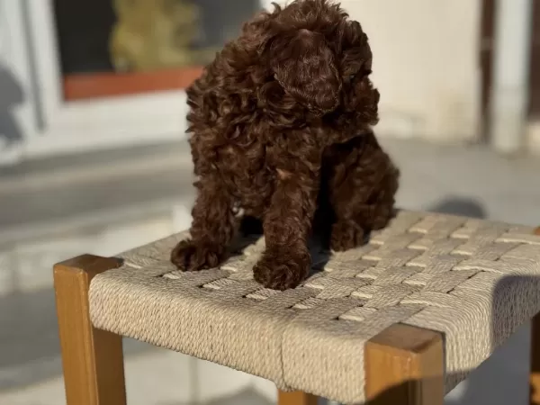 Petmode Köpek Çiftliğinden Chocolate Toy Poodle