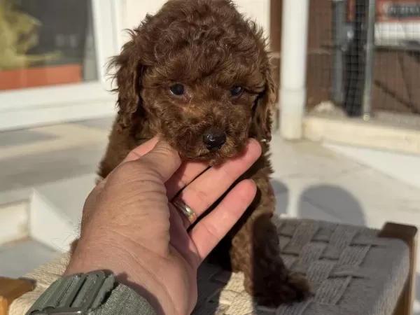 Petmode Köpek Çiftliğinden Chocolate Toy Poodle
