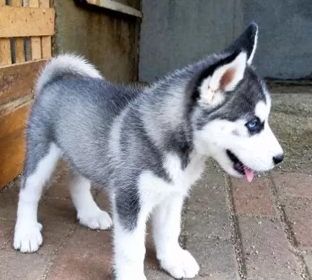 2 Aylık Husky Yavrular