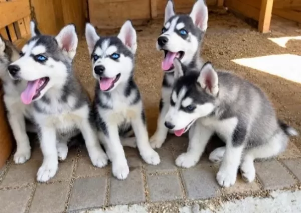 2 Aylık Husky Yavrular