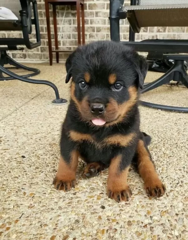 Evinizin Neşesi Rottweiler Bebişler Her Yere Kapıda Öde