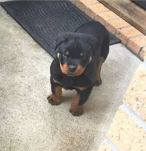 Evinizin Neşesi Rottweiler Bebişler Her Yere Kapıda Öde