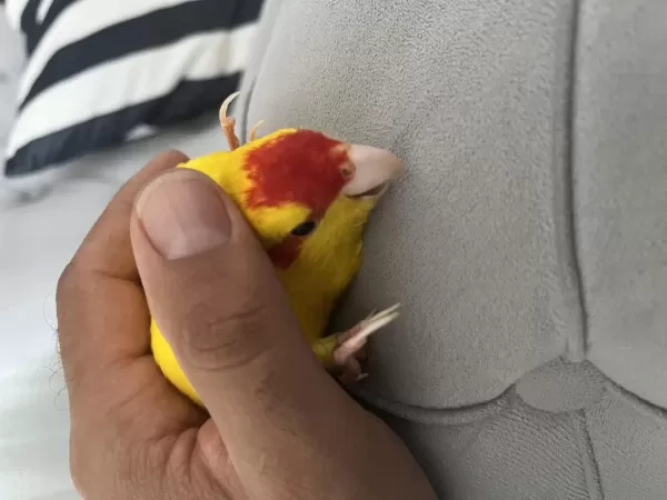 Sağlıklı 3 Aylik Kakariki