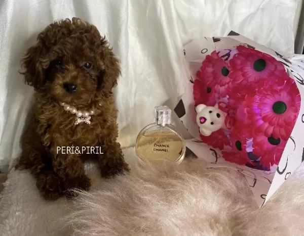 Kilo Ve Sağlık Garantili Poodle Yavrular