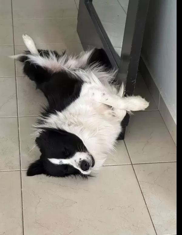 Evinizin Neşesi Border Collie Her Yere Kapıda Ödeme