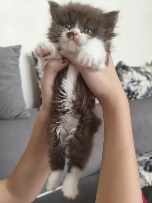 Bicolor Exotic Longhair