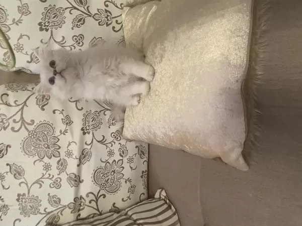British Longhair Dişi Bebek