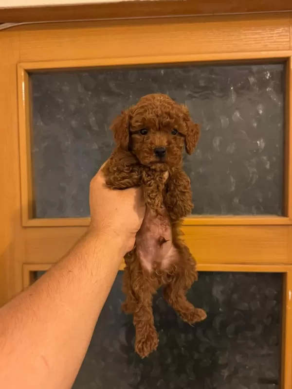 Kore Kan Poodle Yavrularımız
