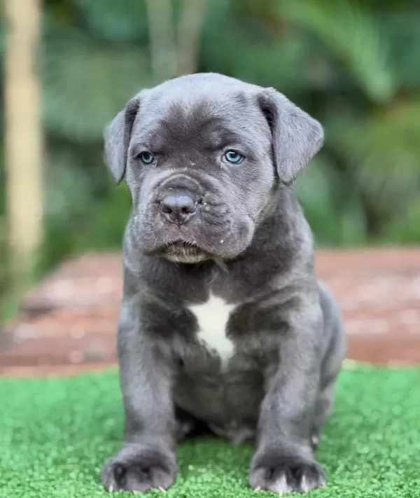 Evinizin Neşesi Cane Corso Bebişler Her Yere Kapıda Öde